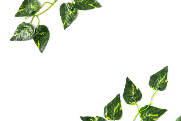 istock Green leaves 915256886