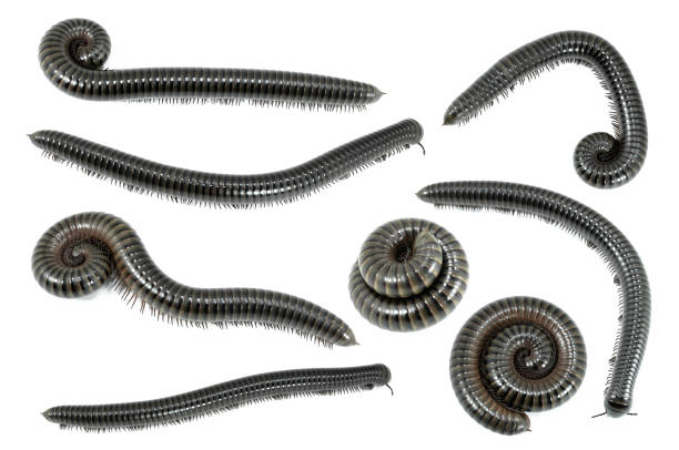 istock Collection animal millipede on white 915256910