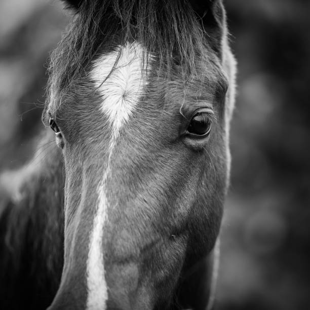 istock Horse Close-up in Black and White 915257084