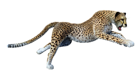 3d Rendering Big Cat Cheetah On White Stock Photo - Download Image Now -  Cheetah, Cut Out, Running - iStock