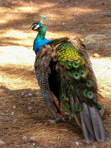 istock Peacock, Kos Island, Greece 915266184