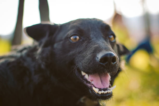 istock portrait of black dog 915267754