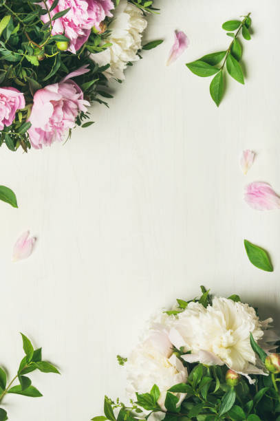 istock Flat-lay of peony flowers over white background, copy space 915271478