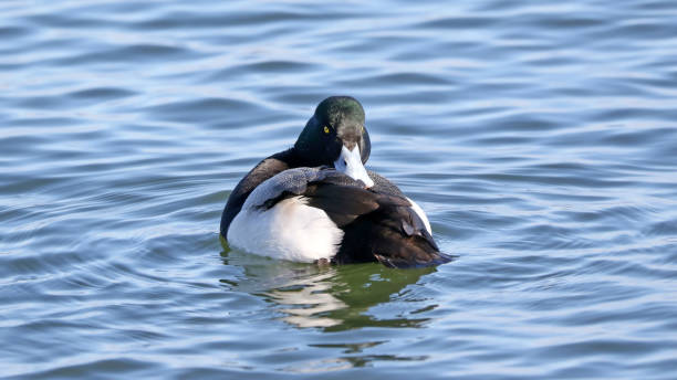 istock Greater Scaup Duck 915272166