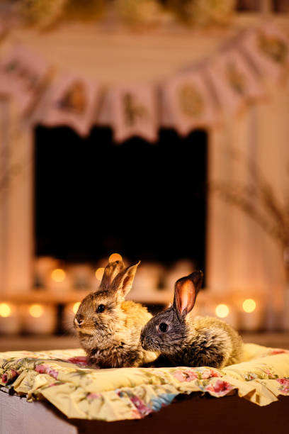 istock Two cute rabbits sitting on a cozy pillow in a warm evening candlelight room 915276434