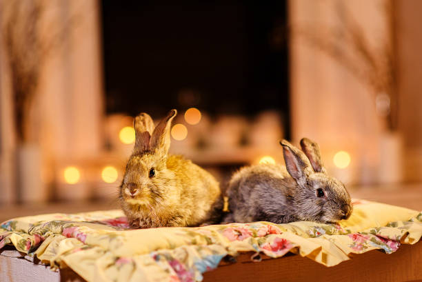 istock Two cute rabbits sitting on a flower pillow, ears up attentively. Blurred candles behind them 915276436