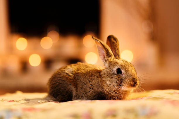 istock A soft bunny sitting quietly on a cozy pillow, warm and light room 915276476
