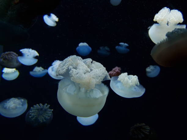 istock jellyfish in dark water 915276824