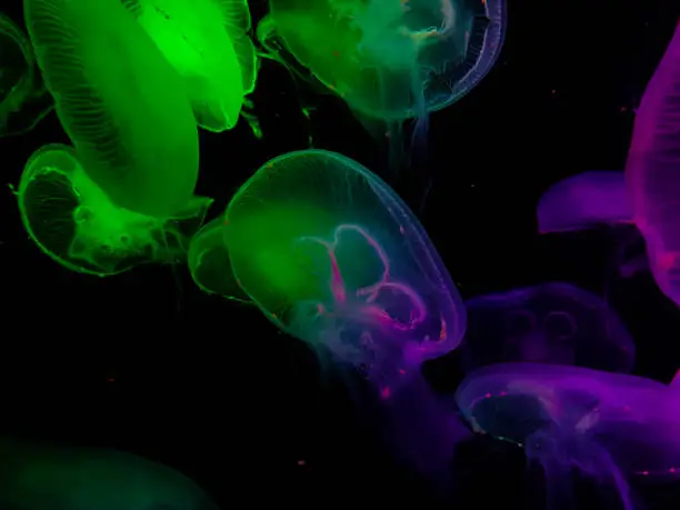 chrysoprase jellyfish
