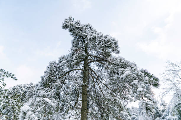 Green branch of pine needles in the snow. Frozen thuja on a white background