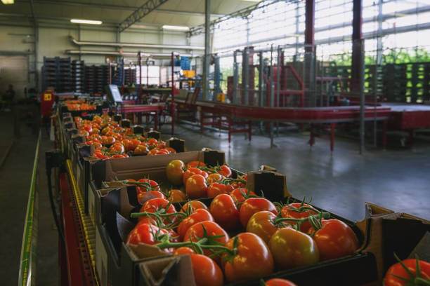 Tomatoes wrapped in boxes ready for transport Tomatoes wrapped in boxes ready for transport vegetable factory stock pictures, royalty-free photos & images