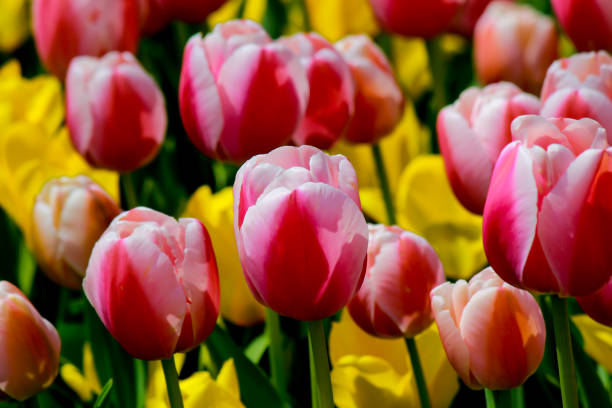istock Tulip garden Tokyo,Japan in spring. 915292286