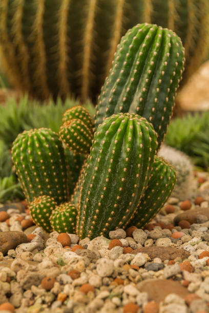 istock Group of small cactus plant. 915292340