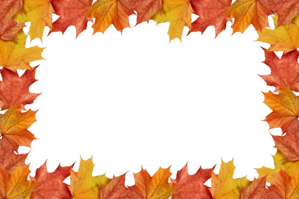 istock colorful autumn leaves 915296298