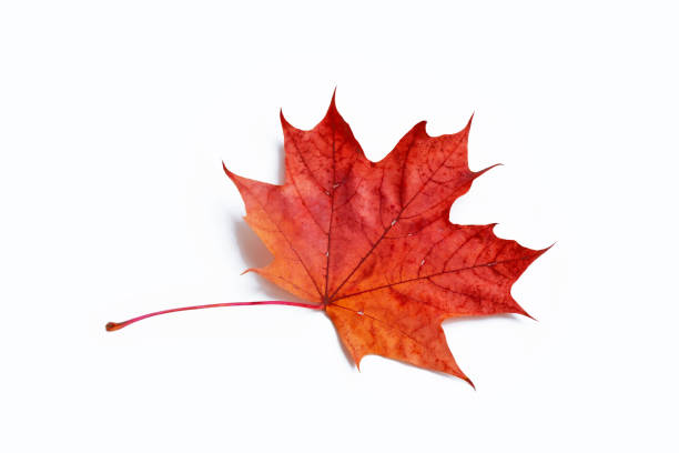 istock autumn leaves isolated on white background 915296358
