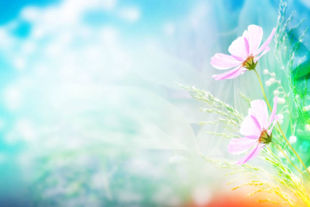istock Colorful cosmos flowers 915296662