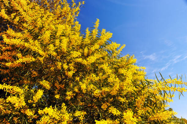 istock Mimosa flowers blooming in springtime 915296850