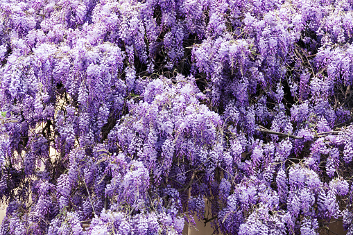 Close-up of a Japanese wisteria vine growing against the wall.
