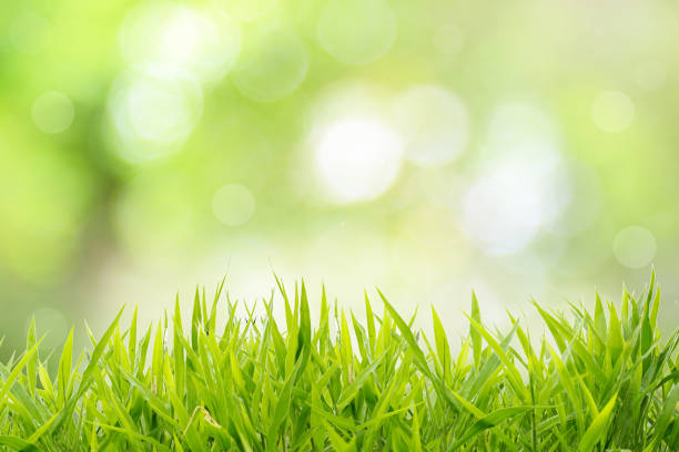 istock Natural green background with spring or summer 915297956