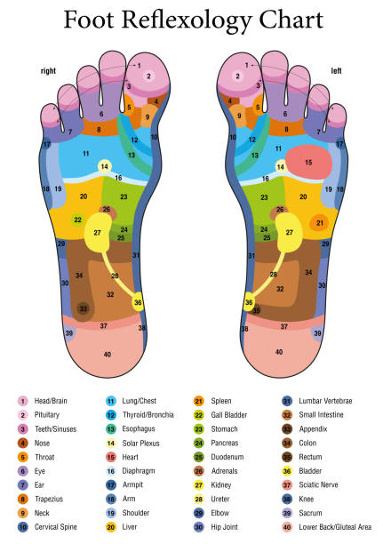 illustrazioni stock, clip art, cartoni animati e icone di tendenza di riflessologia plantare. terapia intensiva alternativa e trattamento sanitario fisioterapico. tabella massaggi zona con aree colorate. numerazione e elenco dei nomi degli organi interni e delle parti del corpo. - reflexology human foot physical therapy massaging