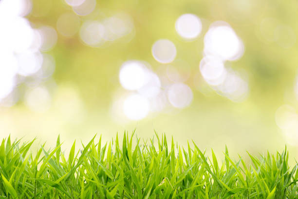 istock Natural green background with spring or summer 915300172