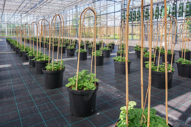 istock Large geranium plants in pot grown in a greenhouse 915300224