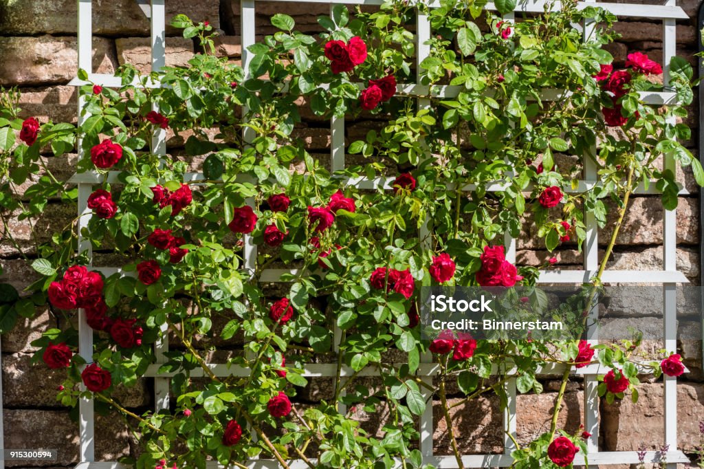 Trellis with climbing roses