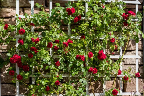 Summer view of a bush of beautiful red roses growing on a white trellis, in sunshine against a stone wall