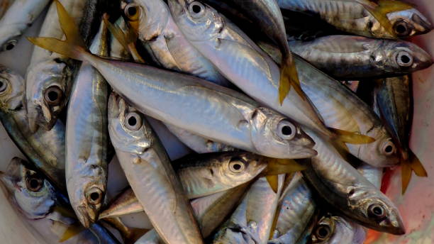 istock Fresh fishes 915302618