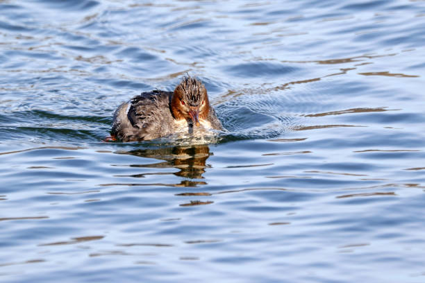istock Red-Breasted Merganser Duck 915303442