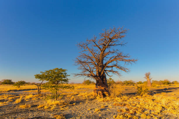 istock Young baobab tree at Kukonje Island 915303680