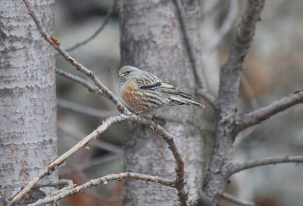 istock litte bird on the branches in mountain 915308290