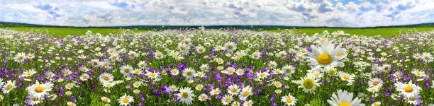 Photo of spring landscape panorama with flowering flowers on meadow