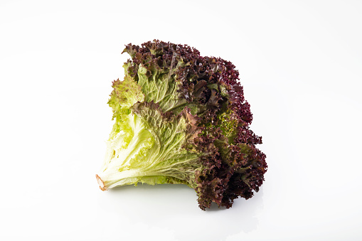 High resolution close up of fresh red leaf lettuce isolated on white background shot in studio.