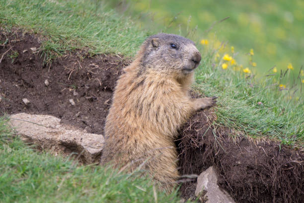 istock Alpine marmot in the natural environment. Dolomites. Italy. 915312190