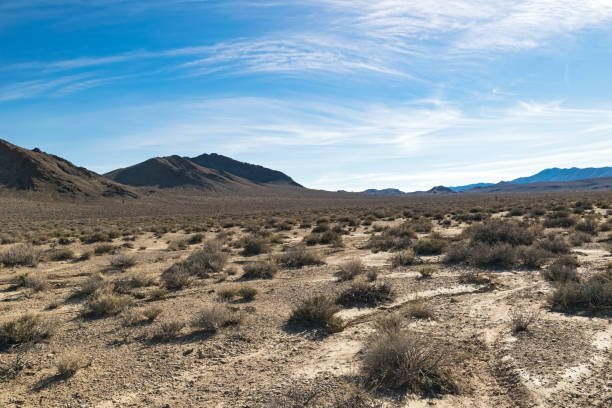 wüste von arizona im januar, usa - sonora state stock-fotos und bilder
