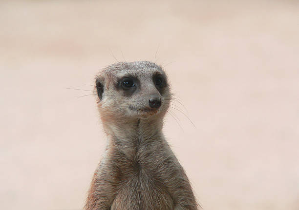 Meerkat - foto stock