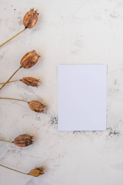 istock Dry plants on a white textured background with empty paper for your text 915319806