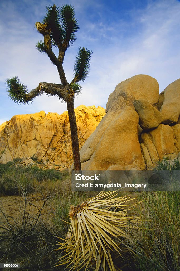 Desierto al atardecer - Foto de stock de Aire libre libre de derechos