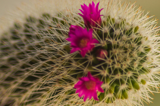 Home Cactus with pink blooming flowers, closeup, horizontal.