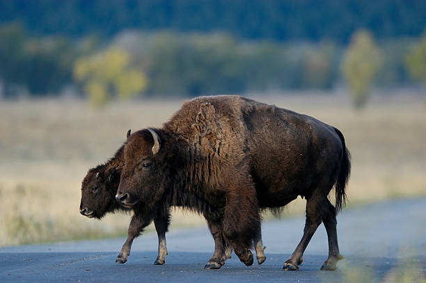 istock Buffalo crossing the road 91532077