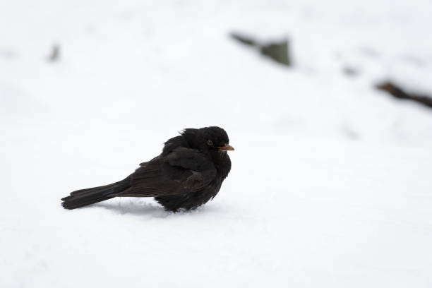 istock Common Blackbird looking for food 915320828