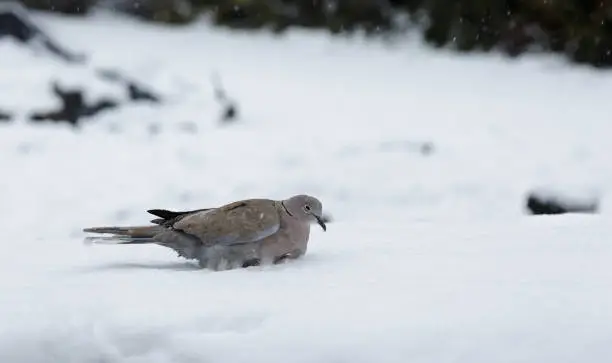 Photo of Collared turtledove in snow