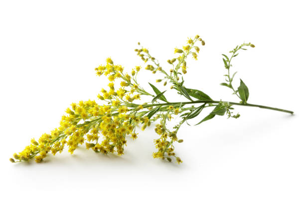 fleurs : jaune d’or isolée on white background - goldenrod photos et images de collection