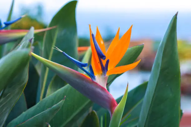 Strelitzia blossom - traditional flower of Madeira island
