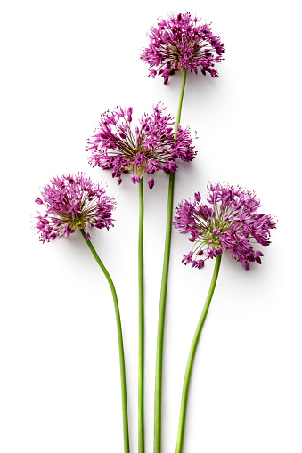 Flowers: Alium Flower Isolated on White Background