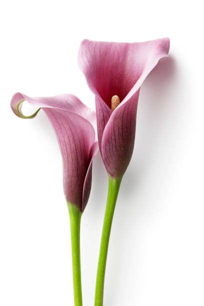 flores: lirio aislado en fondo blanco - alcatraz planta fotografías e imágenes de stock