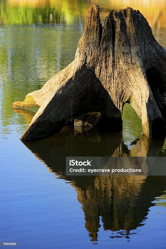 Paletto da fiume poco - Foto stock royalty-free di Albero