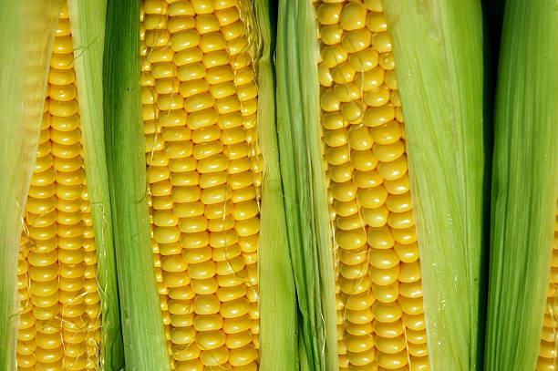 Corns stock photo