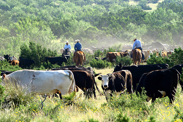 Cutting The Dry Cows  texas cowboy stock pictures, royalty-free photos & images
